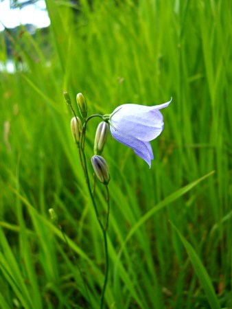 Campanula rotundifolia – Bluebell, Harebell