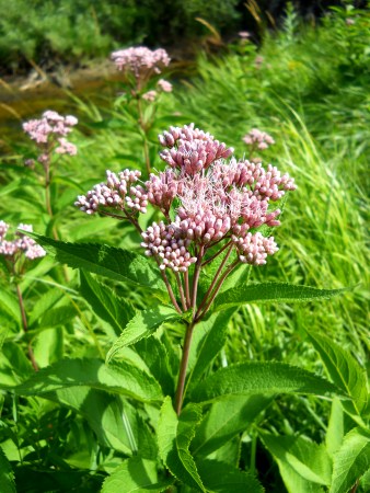 Eupatorium maculatum - Spotted Joe-Pye-Weed